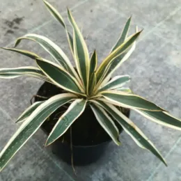 Yucca 'Ivory towers' (Yucca flaccida) — jeune plant panaché en pot noir · Pot 2.5L