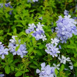 Plumbago