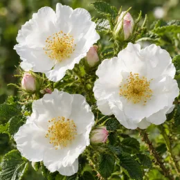 Rosier 'Alba' (Rosa rugosa) — trois grandes fleurs blanches avec boutons · Photo d'illustration