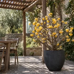 Edgeworthia 'Grandiflora' (Edgeworthia crysantha) — arbuste fleuri en pot sur terrasse ombragée