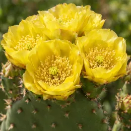 Cactée (Opuntia bentonii) — gros plan de fleurs jaunes sur cactus · Photo d'illustration