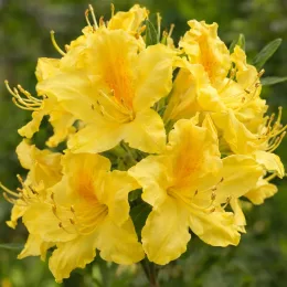 Azalée de chine 'Anneke' (Azalea mollis) — gros plan de fleurs jaunes regroupées · Photo d'illustration