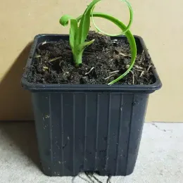 Ail triquètre (Allium triquetrum) — jeune plant à feuilles recourbées en pot · Godet