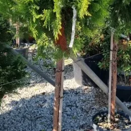 Thuya d'orient 'Compacta aurea nana' (Thuja orientalis) — conifère en tige au feuillage vert lumineux · Pot 20L Tige