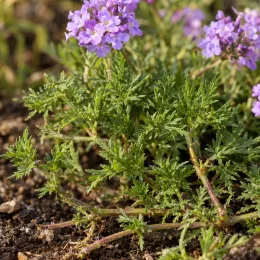 Verveine mousse (Verbena tenuisecta) — tiges rampantes au feuillage fin et fleurs mauves · Photo d'illustration