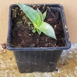 Agave de parry 'truncata selection' (Agave parryi) — jeune plant succulent dans pot carré noir · Godet