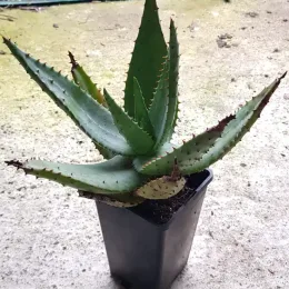 Aloès du cap (Aloe ferox) — plante succulente épineuse en pot plastique noir · Pot 2L