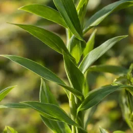 Alstrœmères (Alstroemeria) — tiges dressées avec feuilles étroites vertes, gros plan · Photo d'illustration