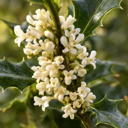 Osmanthe armée 'Selection' (Osmanthus armatus) — grappe de petites fleurs blanches et feuilles épineuses · Photo d'illustration