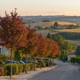Érable champêtre 'Red shine' (Acer campestre) — alignement d’arbres le long d’une rue de village