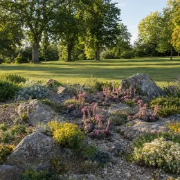 Joubarbe 'Bigsam® purple quartz' (Sempervivum) — massif rocailleux avec petites plantes fleuries roses
