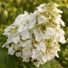 Hortensia à feuilles de chênes à fleurs blanches 'Alice' (Hydrangea quercifolia) — grappe dense de fleurs blanches en gros plan · Photo d'illustration