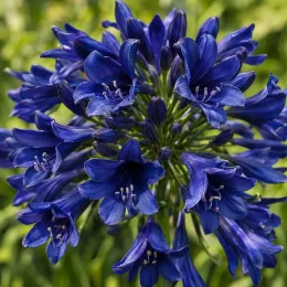 Agapanthe 'Blue' (Agapanthus) — ombelle de fleurs bleu vif en gros plan · Photo d'illustration