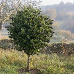 Troene commun 'Magical black pearl' (Ligustrum vulgare) — petit arbre rond couvert de baies noires