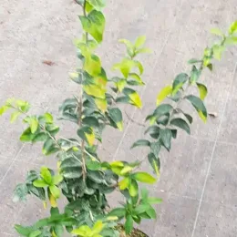 Pomme caffre (Dovyalis caffra) — jeune arbuste dressé au feuillage vert panaché · Pot 3L Touffe