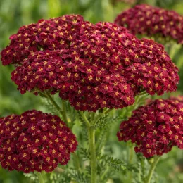 Achillée 'Cassis' (Achillea millefolium) — ombelles denses de petites fleurs rouges · Photo d'illustration