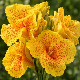 Balisier 'Gold leopard' (Canna cannova) — gros plan sur inflorescence jaune tachetée rouge