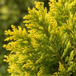 Cyprès de lambert 'Lutea' (Cupressus macrocarpa) — rameaux denses au feuillage jaune doré · Photo d'illustration