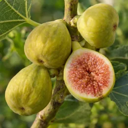 Figuier 'Blanquette' (Ficus carica) — fruits mûrs avec un figue coupée en deux