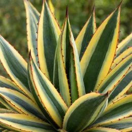 Agave 'Quadricolor' (Agave lophanta) — rosette dense de feuilles panachées dentelées