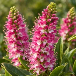 Véronique naine 'Raspberry ripple' (Hebe) — gros plan sur épis floraux roses et blancs