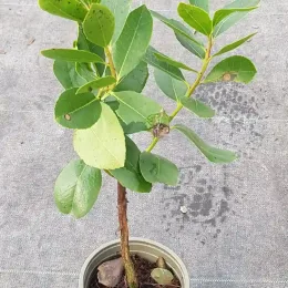 Arbousier ou arbre aux fraises nain 'Hannie' (Arbutus unedo) — jeune arbuste au feuillage vert dans un pot · Godet
