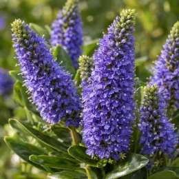 Véronique arbustive 'Gem' (Hebe) — épis de fleurs violettes parmi un feuillage vert · Photo d'illustration