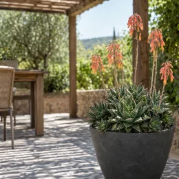 Résistant au sec et au gel (Aloe aristata) — plante succulente fleurie en pot sur terrasse · Photo d'illustration