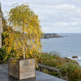 Bouleau verruqueux 'Karaca' (Betula pendula) — arbre léger en bac bois sur terrasse côtière · Photo d'illustration