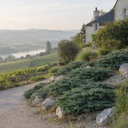 Genévrier doré de pfitzer 'Compacta' (Juniperus pfitzeriana) — massif de conifères rampants le long d'une allée
