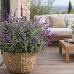 Sauge du mexique 'Santa barbara' (Salvia leucantha) — plante florifère en panier tressé sur terrasse · Photo d'illustration