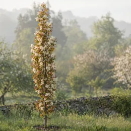 Amélanchier à feuilles d'aulne 'Obelisk' (Amelanchier alnifolia) — arbre étroit couvert de fleurs claires au jardin