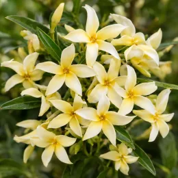 Jasmin étoilé jaune 'Theta' (Trachelospermum asiaticum) — gros plan sur petites fleurs étoilées jaunes · Photo d'illustration