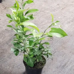 Citronnier 4 saisons (Citrus limon) — jeune arbuste vert en pot sur sol bétonné · Pot 2.5L