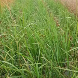 Calamagrostide 'Karl Forester' (Calamagrostis acutiflora) — touffes d’herbes dressées en rangs serrés · Pot 3L Touffe