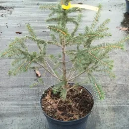 Epicea de sitka (Picea sitchensis) — jeune conifère en pot sur sol plastique · Pot 8L