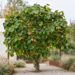 Kiwi 'Jenny' (Actinidia deliciosa) — petit arbre fruitier chargé de fruits bruns · Photo d'illustration