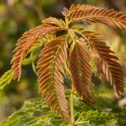Arbre à soie à fleurs rose 'Controis-en-sologne' (Albizia) — jeunes folioles pennées brun orangé en gros plan · Photo d'illustration