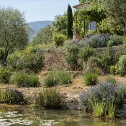 Canne à pêche des anges (Dierama pulcherima) — massif naturel en bord de bassin avec maison · Photo d'illustration