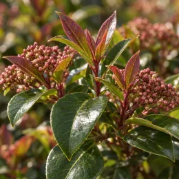 Viorne tin 'Spirit' (Viburnum tinus) — feuillage luisant avec jeunes pousses et boutons floraux