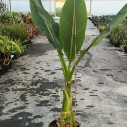 Bananier lotus d'or (Musella lasiocarpa) — grand plant tropical vert en pot de culture · Pot 25L