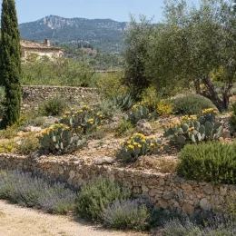 Cactée 'Ellisiana' (Opuntia cacanapa) — massif de cactus fleuris sur restanques en pierre · Photo d'illustration