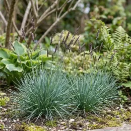 Sesleria 'Blue porcupine' (Sesleria heufleriana) — touffes de graminée dressée dans un massif naturel