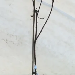 Châtaignier à feuille de fougère 'Aspleniifolia' (Castanea savita) — jeune arbre tuteuré sans feuilles devant un mur · Pot 8L Baliveau