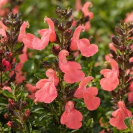 Sauge arbustive orange 'Salmon' (Salvia greggi) — grappes de fleurs saumon sur feuillage vert · Photo d'illustration