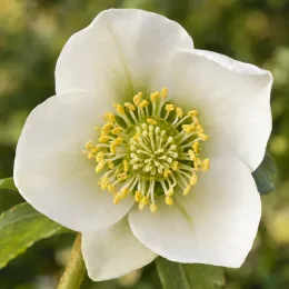 Hellébore 'Whitelady' (Helleborus orientalis) — fleur blanche ouverte en gros plan · Photo d'illustration