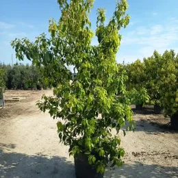 Camphrier (Cinnamomum camphora) — grand arbuste vigoureux en pot sur terrain nu · Pot 70L