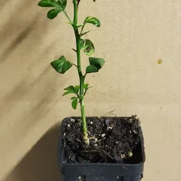 Poncirus kryder 'Kryder' (Poncirus trifoliata) — jeune plant vertical en pot plastique · Godet