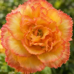 Bégonia tubéreux 'Prima donna aurore' (Begonia) — gros plan de fleur jaune bordée d’orange · Photo d'illustration
