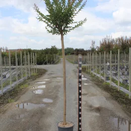 Lilas des indes 'Rouge' (Lagerstroemia indica) — arbuste tige unique en pot, pépinière extérieure · Pot 15L Tige 6/8
